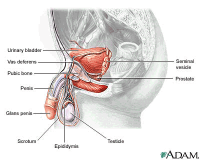 Male Enhancement Anatomy