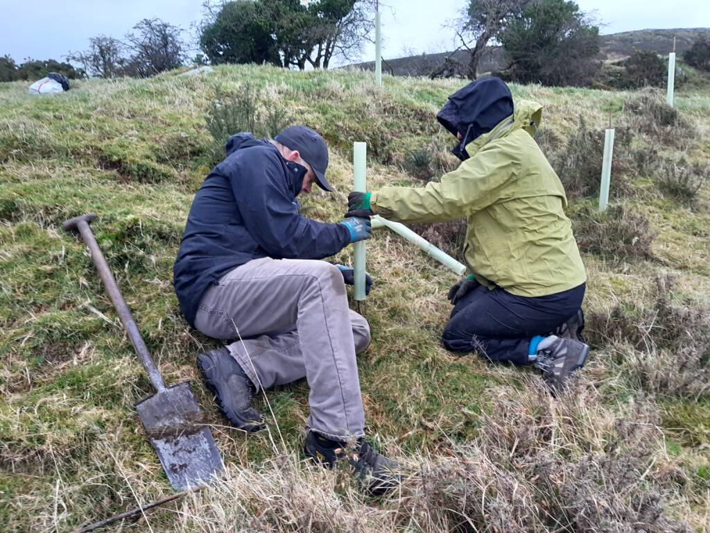 Tree planting volunteers