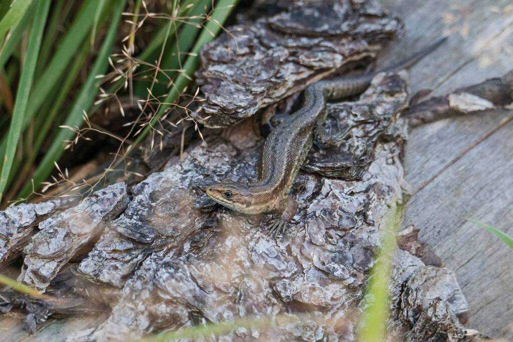 Common Lizard 