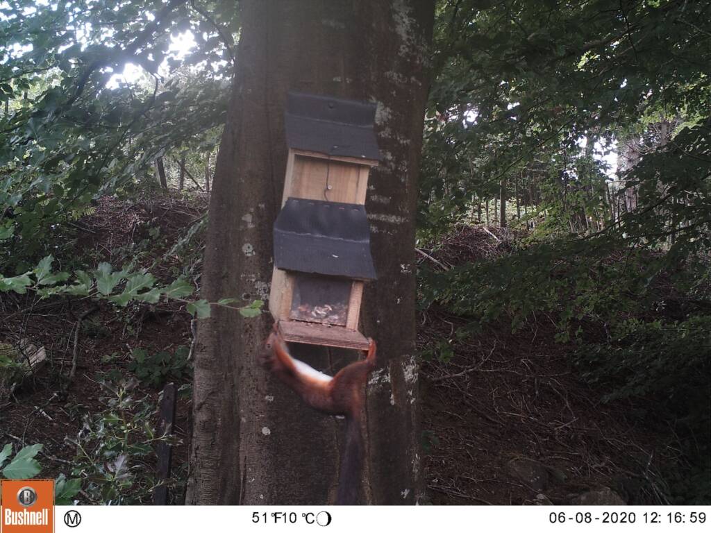 Red Squirrel at a feeder 